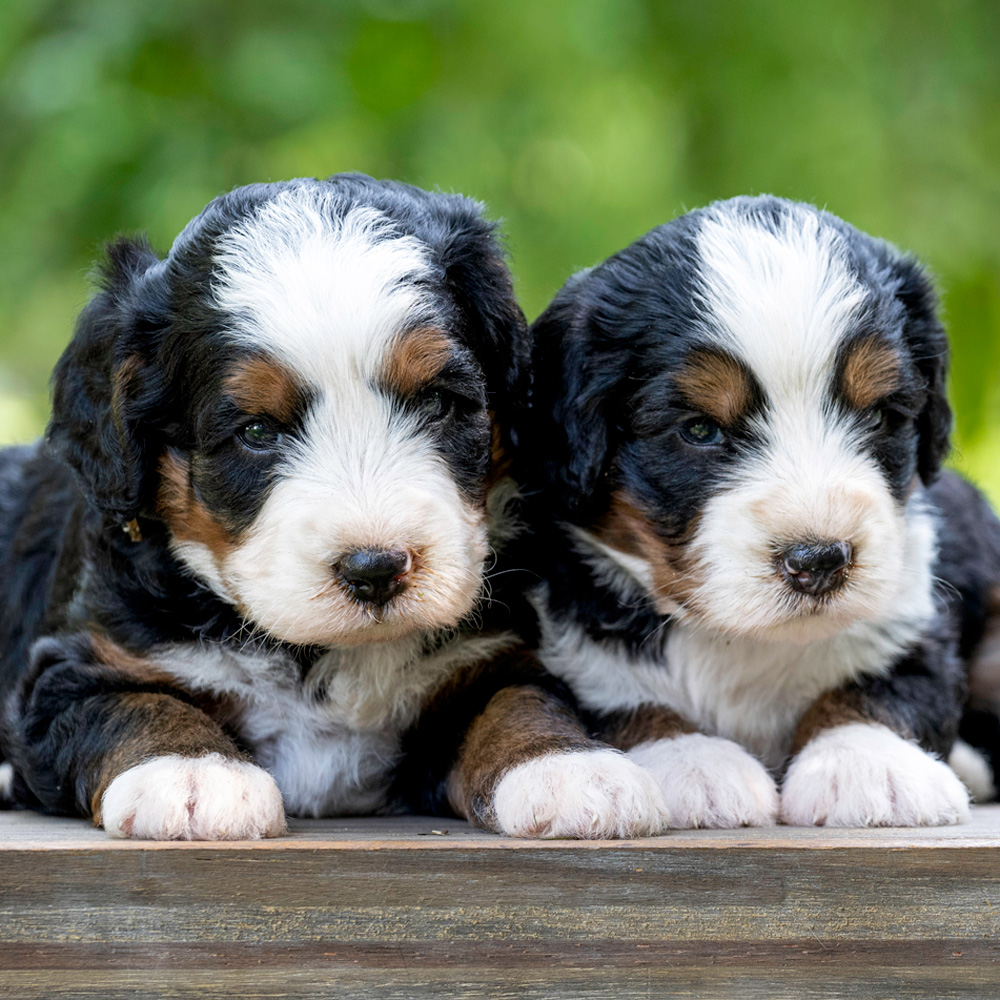 Puppy Adoption Bernedoodles Labradoodles