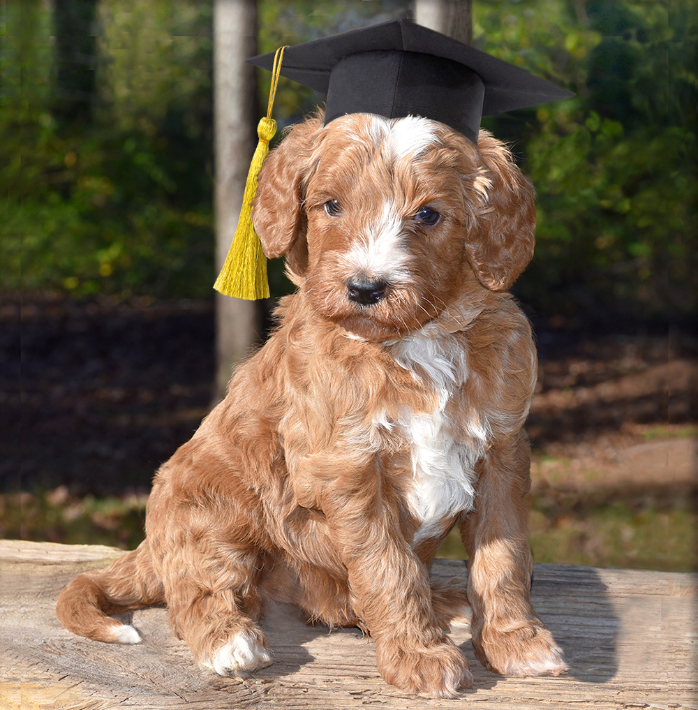 Trained Skyedoodle Puppy!