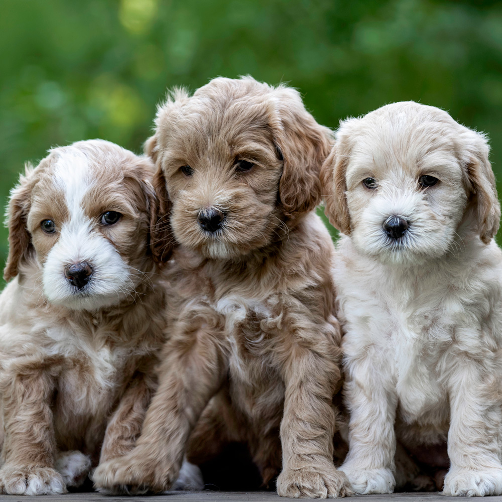 SkyeDoodle Cream Puppies