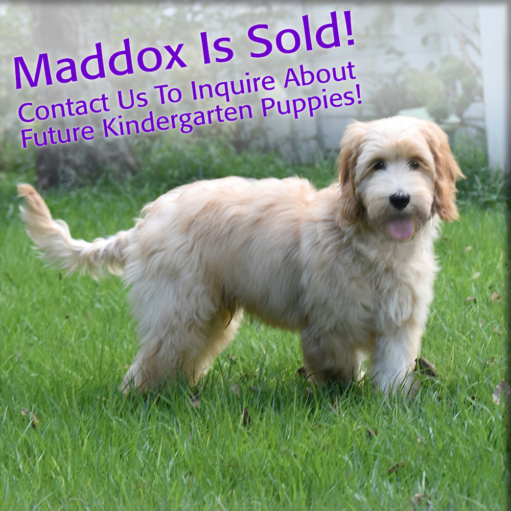 Maddox