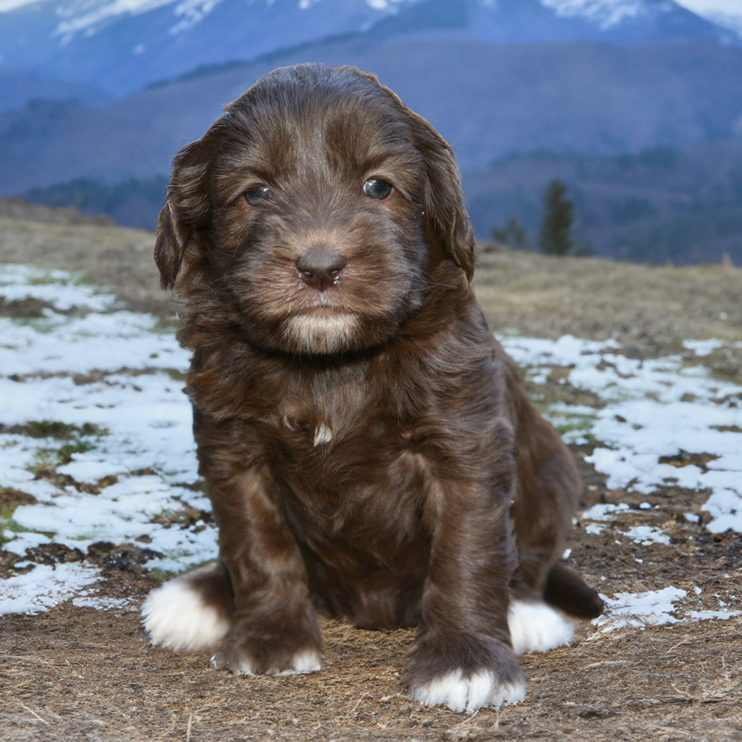 Alpine Girl